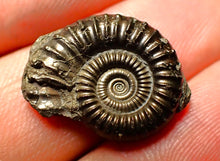 Load image into Gallery viewer, Crucilobiceras pyrite ammonite (21 mm)
