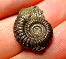 Load image into Gallery viewer, Crucilobiceras pyrite ammonite (21 mm)
