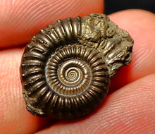 Load image into Gallery viewer, Crucilobiceras pyrite ammonite (21 mm)
