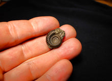 Load image into Gallery viewer, Crucilobiceras pyrite ammonite (21 mm)
