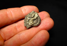 Load image into Gallery viewer, Crucilobiceras pyrite ammonite (26 mm)
