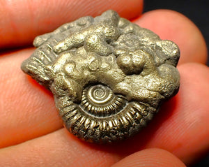 Crucilobiceras pyrite ammonite (26 mm)