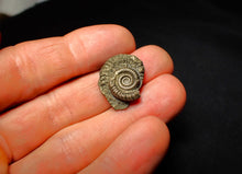 Load image into Gallery viewer, Crucilobiceras pyrite ammonite (22 mm)
