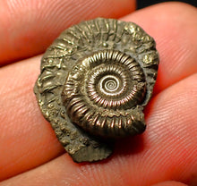 Load image into Gallery viewer, Crucilobiceras pyrite ammonite (22 mm)
