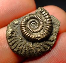 Load image into Gallery viewer, Crucilobiceras pyrite ammonite (22 mm)
