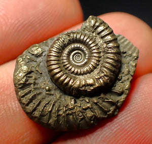 Crucilobiceras pyrite ammonite (22 mm)