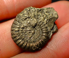 Load image into Gallery viewer, Crucilobiceras pyrite ammonite (22 mm)
