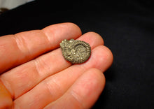 Load image into Gallery viewer, Crucilobiceras pyrite ammonite (22 mm)
