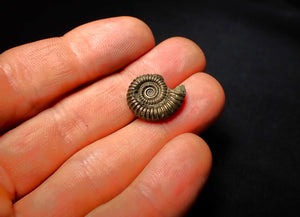 Crucilobiceras pyrite ammonite (18 mm)