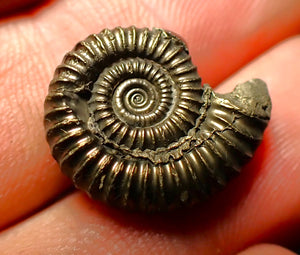 Crucilobiceras pyrite ammonite (18 mm)