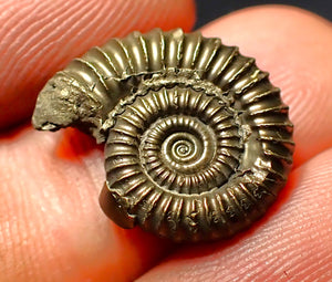 Crucilobiceras pyrite ammonite (18 mm)