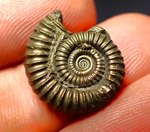 Load image into Gallery viewer, Crucilobiceras pyrite ammonite (18 mm)
