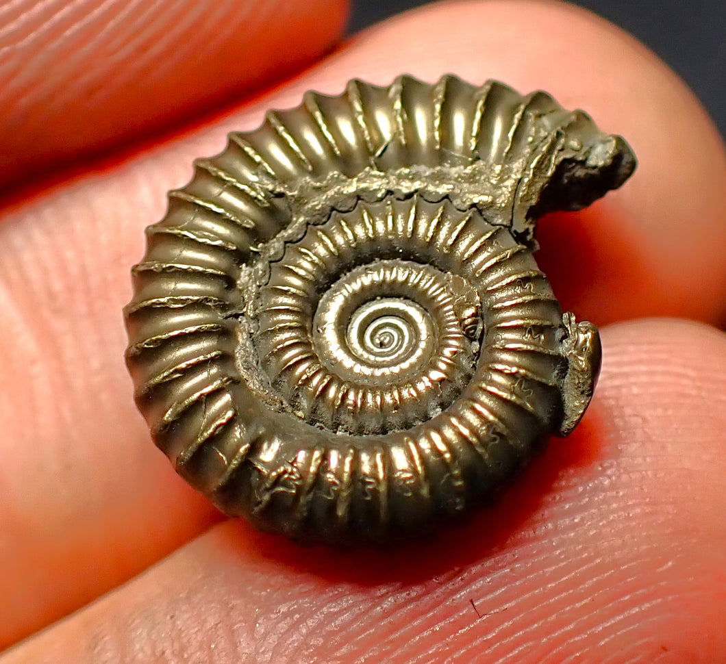 Crucilobiceras pyrite ammonite (18 mm)