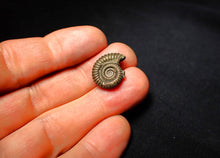 Load image into Gallery viewer, Crucilobiceras pyrite ammonite (18 mm)
