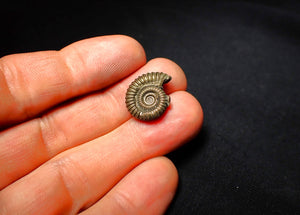 Crucilobiceras pyrite ammonite (18 mm)