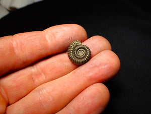 Crucilobiceras pyrite ammonite (16 mm)