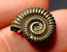 Load image into Gallery viewer, Crucilobiceras pyrite ammonite (13 mm)
