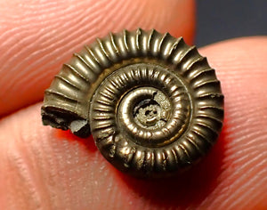 Crucilobiceras pyrite ammonite (13 mm)