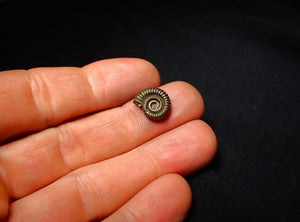 Crucilobiceras pyrite ammonite (13 mm)