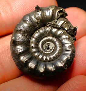 Pyrite Eoderoceras ammonite fossil (30 mm)