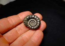 Load image into Gallery viewer, Pyrite Eoderoceras ammonite fossil (30 mm)
