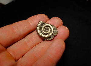 Pyrite Eoderoceras ammonite fossil (26 mm)