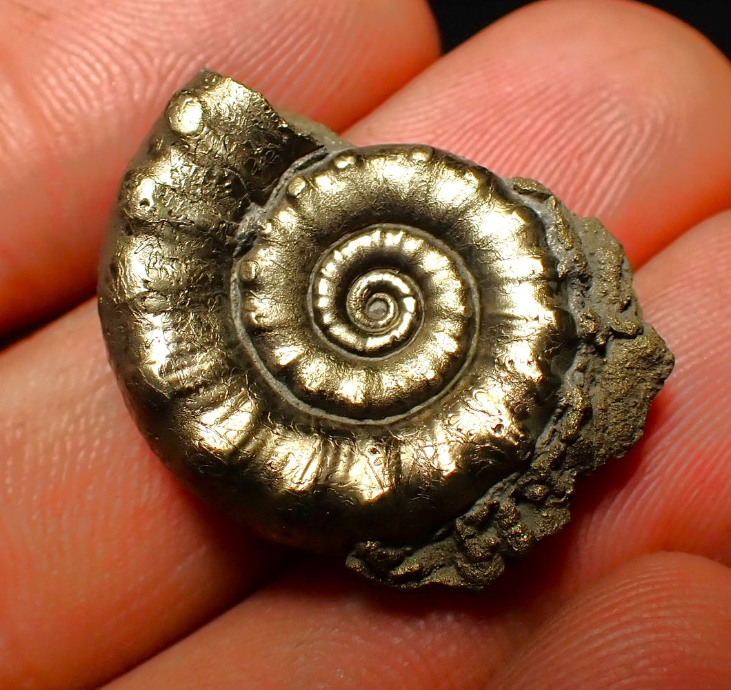 Pyrite Eoderoceras ammonite fossil (26 mm)