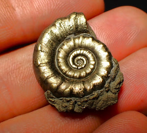 Pyrite Eoderoceras ammonite fossil (26 mm)