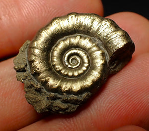 Pyrite Eoderoceras ammonite fossil (26 mm)