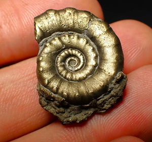 Pyrite Eoderoceras ammonite fossil (26 mm)