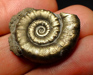 Pyrite Eoderoceras ammonite fossil (26 mm)