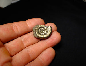 Pyrite Eoderoceras ammonite fossil (26 mm)