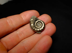 Pyrite Eoderoceras ammonite fossil (25 mm)