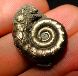 Pyrite Eoderoceras ammonite fossil (25 mm)