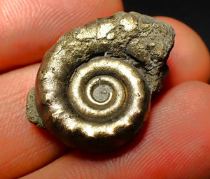 Pyrite Eoderoceras ammonite fossil (25 mm)