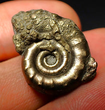 Load image into Gallery viewer, Pyrite Eoderoceras ammonite fossil (25 mm)
