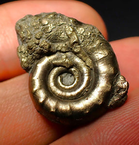 Pyrite Eoderoceras ammonite fossil (25 mm)