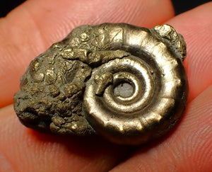 Pyrite Eoderoceras ammonite fossil (25 mm)