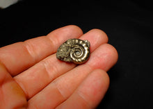 Load image into Gallery viewer, Pyrite Eoderoceras ammonite fossil (25 mm)
