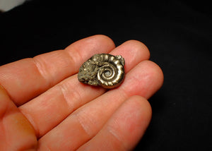 Pyrite Eoderoceras ammonite fossil (25 mm)