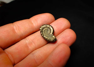 Unusual distorted pyrite Eoderoceras ammonite fossil (23 mm)