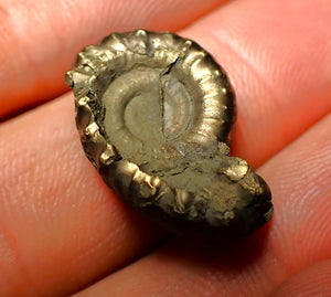 Unusual distorted pyrite Eoderoceras ammonite fossil (23 mm)