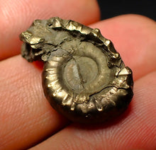 Load image into Gallery viewer, Unusual distorted pyrite Eoderoceras ammonite fossil (23 mm)
