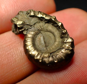 Unusual distorted pyrite Eoderoceras ammonite fossil (23 mm)