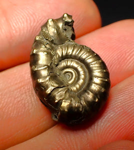 Unusual distorted pyrite Eoderoceras ammonite fossil (23 mm)