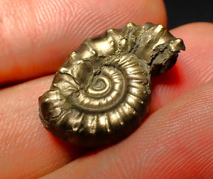 Unusual distorted pyrite Eoderoceras ammonite fossil (23 mm)