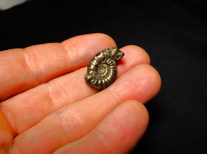 Unusual distorted pyrite Eoderoceras ammonite fossil (23 mm)