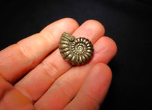 Load image into Gallery viewer, Promicroceras pyritosum ammonite (26 mm)
