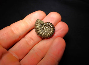 Promicroceras pyritosum ammonite (26 mm)