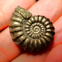 Load image into Gallery viewer, Promicroceras pyritosum ammonite (26 mm)
